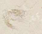 Cretaceous Fossil Shrimp - Lebanon #48561-1